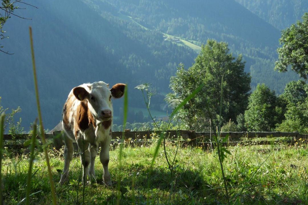 Photo of Others in Anterselva