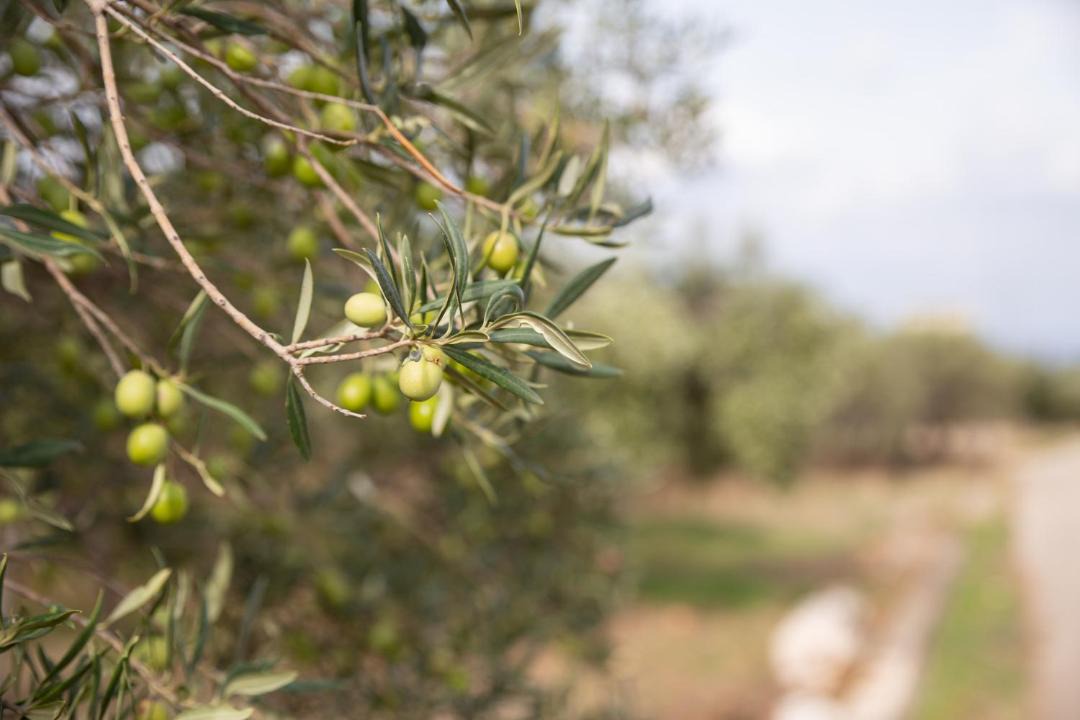 Photo of Outdoor in Castelluzzo