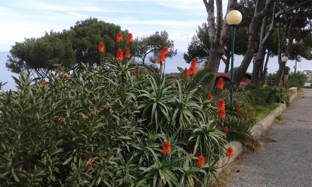 Photo of Others in Gioiosa Marea