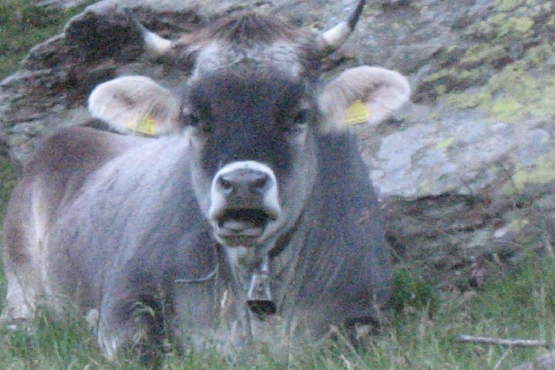 Photo of Others in Schenna