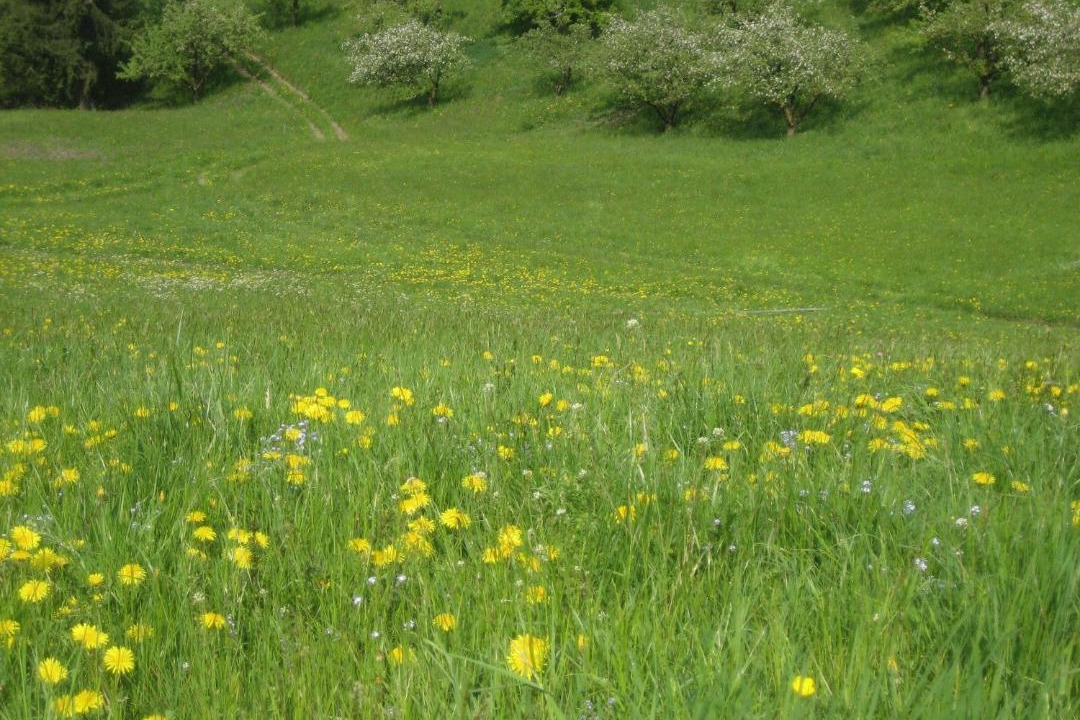 Photo of Others in Schenna