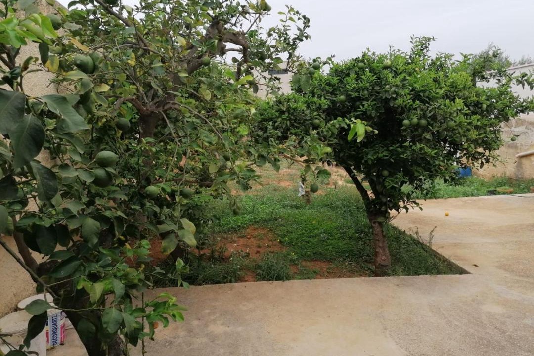 Photo of Others in Marsala