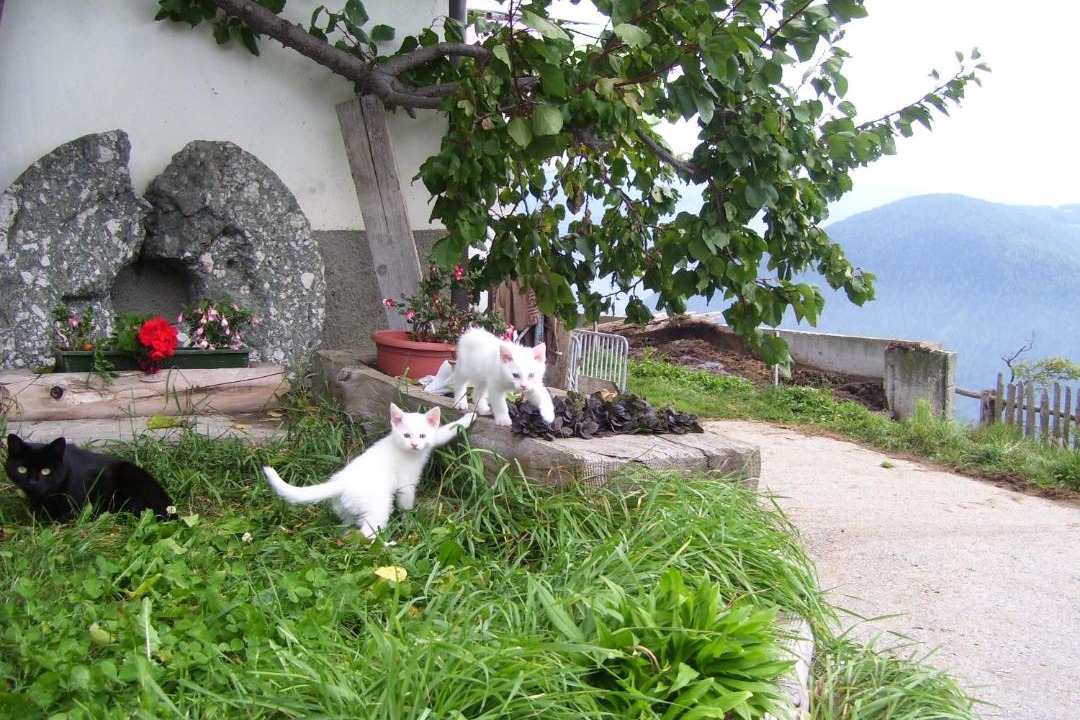 Photo of Others in Spinga