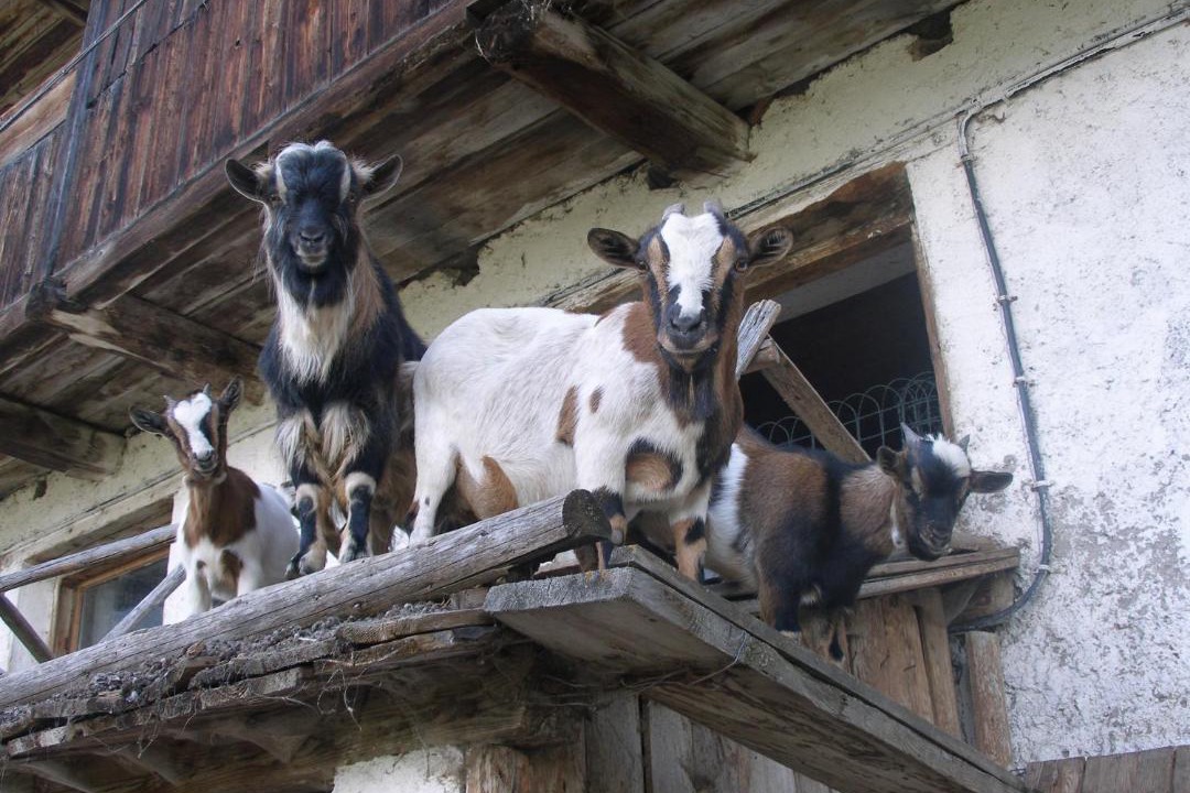 Photo of Others in Lutago