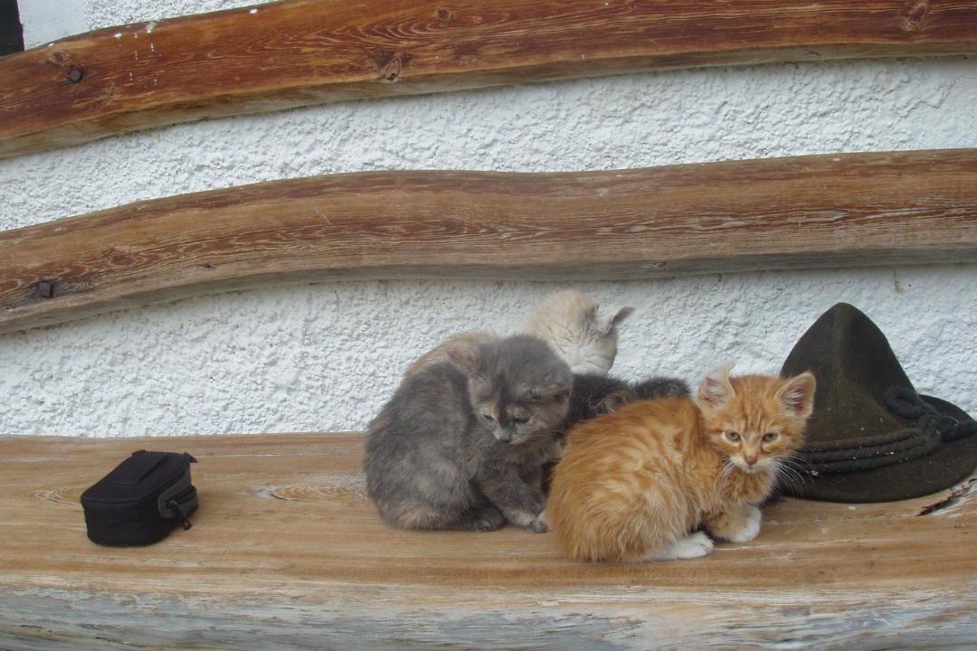 Photo of Others in Lutago