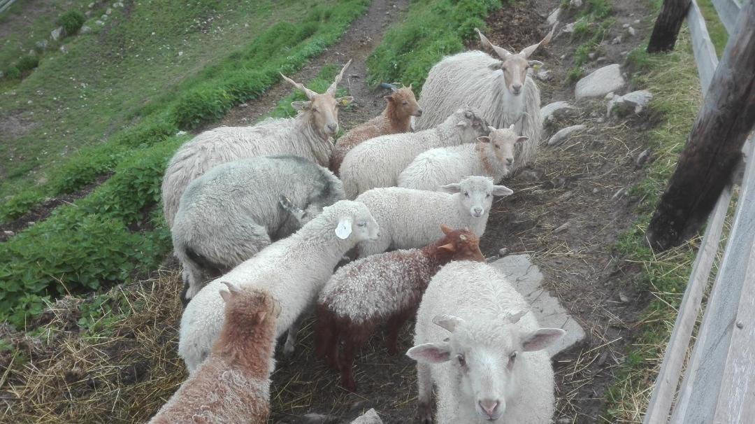 Photo of Others in Gais