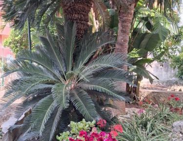 Double Room with Garden View